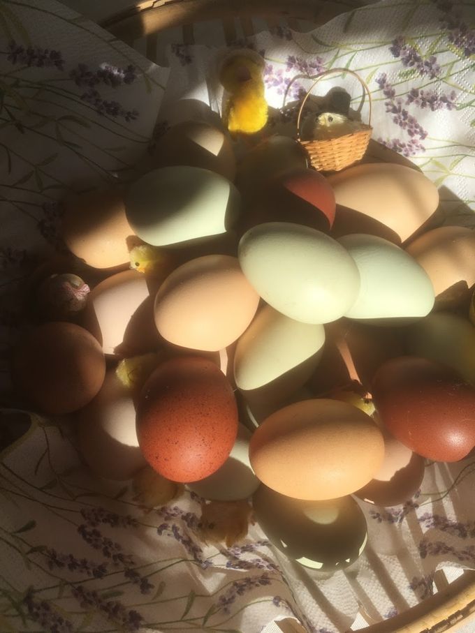Høns og æg sælges fra Aurokanere og Maraner. 